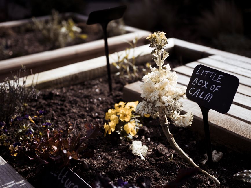A peaceful garden bed labeled 'Little Box of Calm' with flowers and soil.