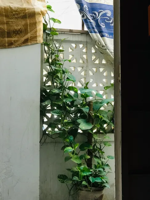 A potted climbing plant with lush green leaves against a decorative wall indoors.