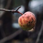 Maladies du pommier : 5 signes au printemps, et le verger ne bluffe pas A rotten apple hanging from a tree branch in a natural outdoor setting.