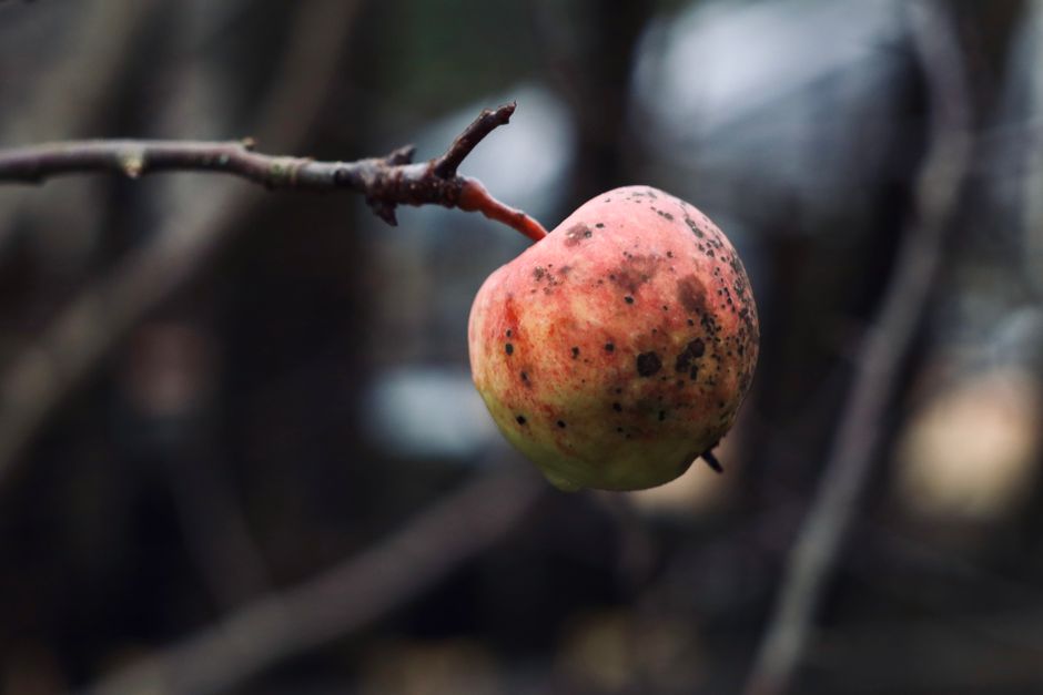 A rotten apple hanging from a tree branch in a natural outdoor setting.