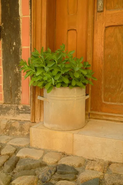 A rustic wooden door with a lush potted plant in Quedlinburg, Germany.