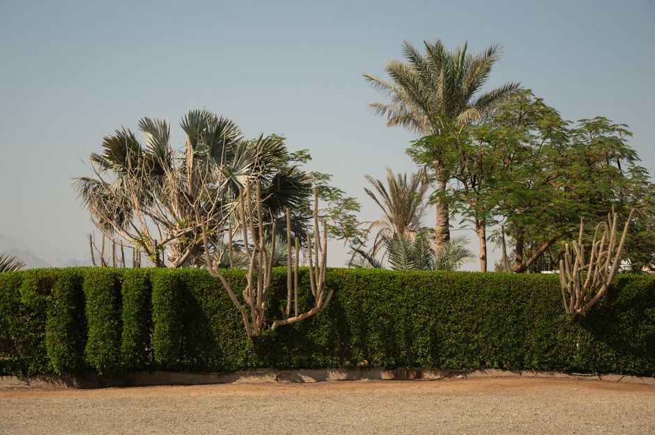 A serene outdoor view of a well-maintained tropical garden featuring palm trees and a lush hedge under a clear sky.