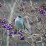 A small bird perched on a purple berry bush in Gouda, Netherlands.
