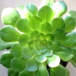 Aeonium arboreum : de mars à octobre, le chou en arbre A stunning close-up of a lush green Aeonium Arboreum succulent, perfect for plant enthusiasts.