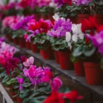 Cultiver le cyclamen: fleurs d'automne et d'hiver, le bon emplacement change tout A stunning display of colorful cyclamen flowers in a greenhouse setting.