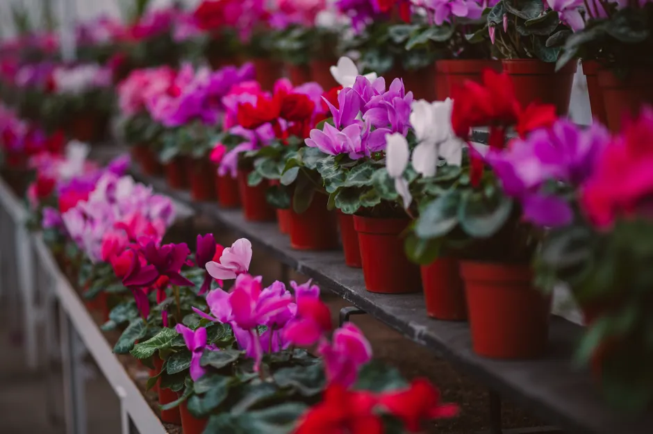 A stunning display of colorful cyclamen flowers in a greenhouse setting.