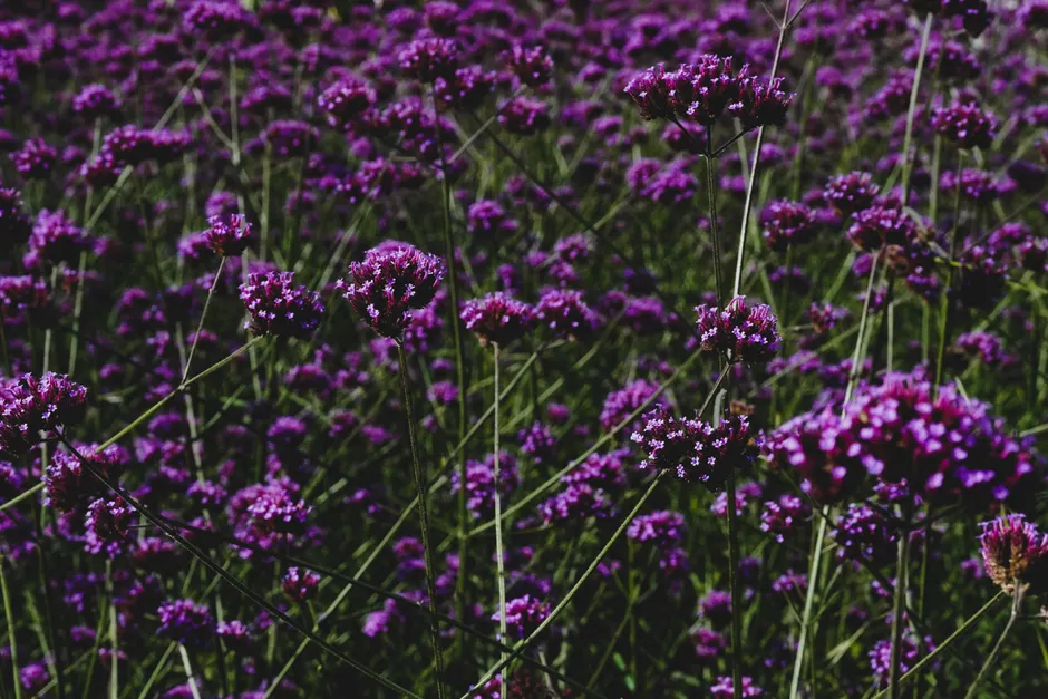 A stunning view of thriving purple Verbena bonariensis in a lush outdoor field during summer.