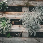 Jardin récup : 7 idées utiles pour le printemps 2026, sans bazar A variety of succulents arranged on a rustic wooden pallet, showcasing diverse textures and greenery.