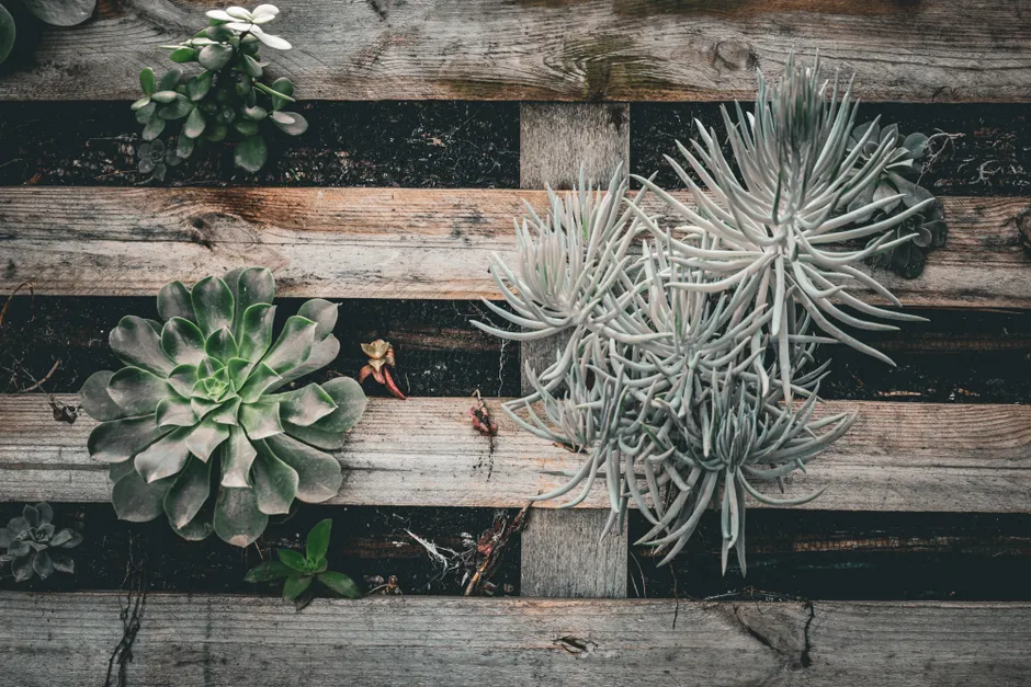 A variety of succulents arranged on a rustic wooden pallet, showcasing diverse textures and greenery.