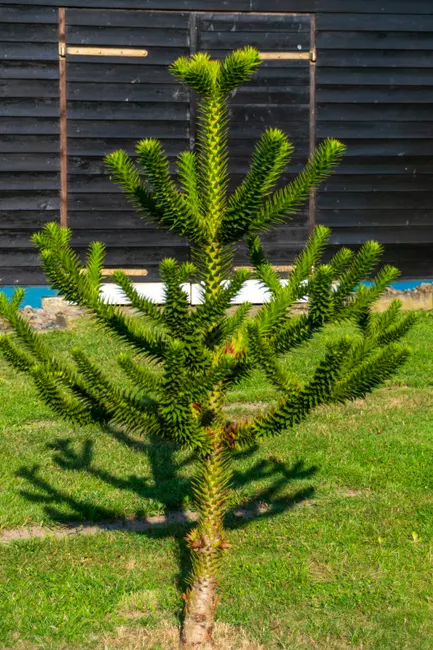 A vibrant Araucaria araucana tree in front of a wooden barn on a sunny day.