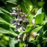 Fèves au potager : semis d'octobre à avril, récolte en trois mois, le sol tranche A vibrant close-up of broad bean plant blooms and lush green leaves.