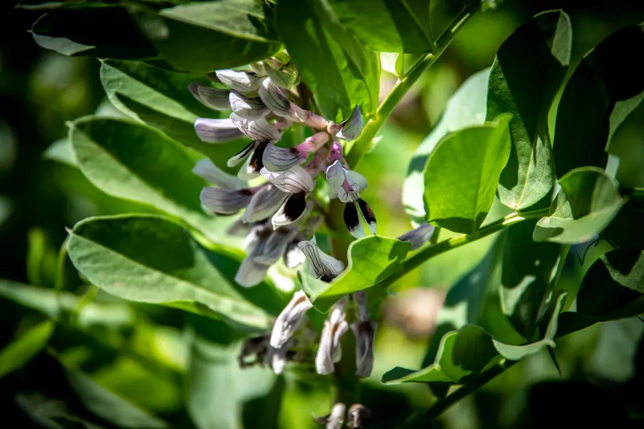 A vibrant close-up of broad bean plant blooms and lush green leaves.