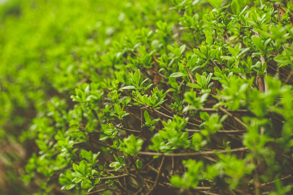 A vibrant close-up of fresh green leaves on a dense hedge, showcasing nature's lush beauty.