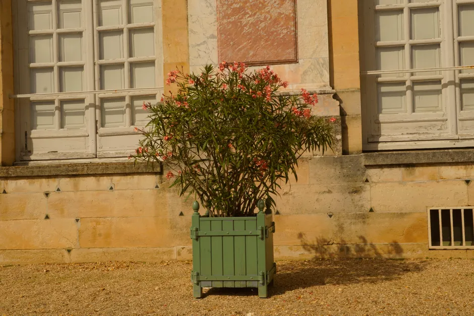 A vibrant oleander plant with pink flowers set in a green pot against a rustic building facade.