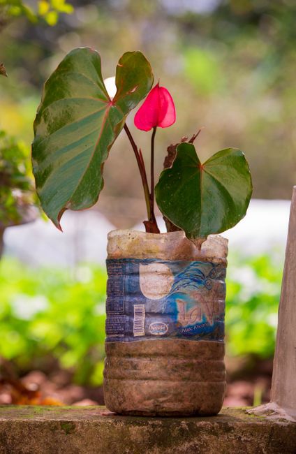 A vibrant pink Anthurium plant grows in a recycled plastic bottle pot.
