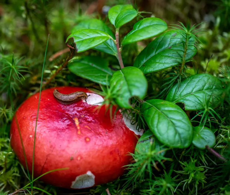 A vibrant red mushroom with a small slug surrounded by lush green leaves in a natural setting.
