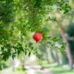A vibrant red pomegranate fruit hanging from a branch in a lush green garden, captured on a sunny day.