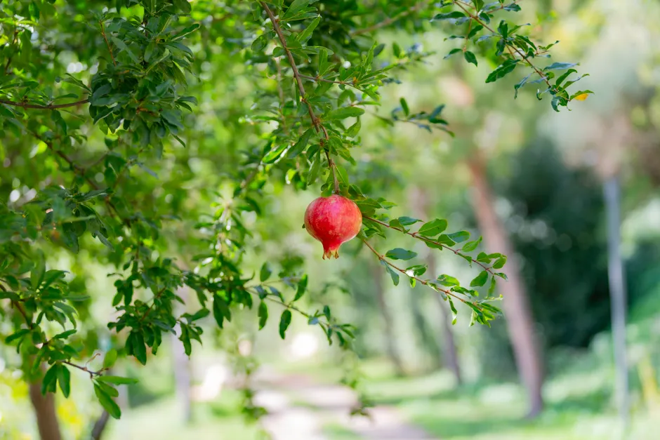 A vibrant red pomegranate fruit hanging from a branch in a lush green garden, captured on a sunny day.