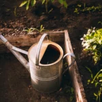 A vintage watering can in a raised garden bed surrounded by fresh green lettuce and plants.