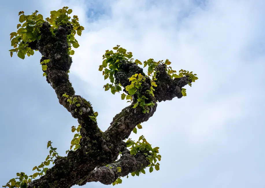 A vivid close-up of tree branches with fresh green leaves against a cloudy sky backdrop.