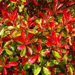 A vivid display of Photinia leaves with striking red and green colors in sunlight.