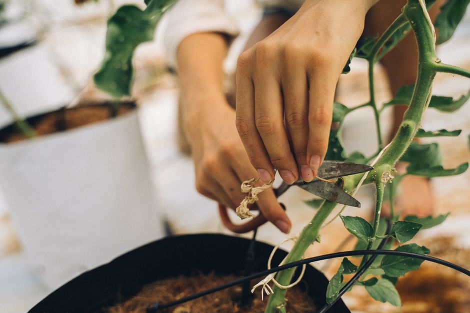 A woman carefully prunes a potted plant indoors using scissors, focusing on plant care.