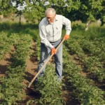 Glyphosate au jardin : 5 alternatives, sans raccourci An elderly man working in a green vegetable garden, cultivating crops with a hoe.