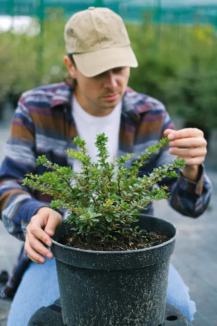 Attentive male farmer checking leaves of potted seedling during working day in greenhouse