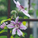 Clématite au jardin : planter, palisser et tailler sans faux pas Beautiful blooming clematis flowers with raindrops on a garden trellis, showcasing nature's vibrant colors.