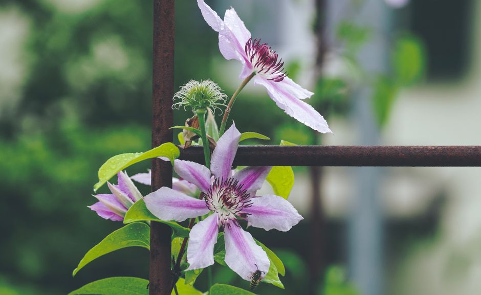 Beautiful blooming clematis flowers with raindrops on a garden trellis, showcasing nature's vibrant colors.