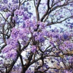 Beautiful blooming jacaranda tree with purple flowers in a sunny spring setting.
