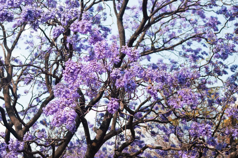 Beautiful blooming jacaranda tree with purple flowers in a sunny spring setting.