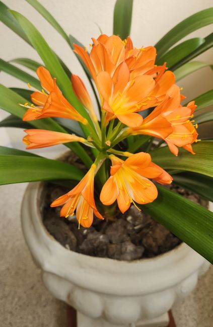 Beautiful Clivia Miniata plant with vibrant orange flowers in a decorative pot indoors.