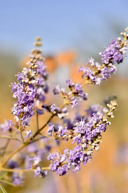 Beautiful close-up of blooming purple vitex flowers in Mersin, Turkey during spring.
