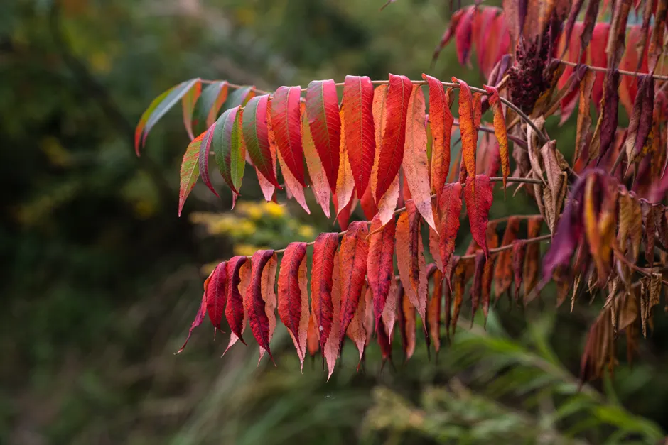 Beautiful close-up of red autumn foliage in Kaliningrad, Russia.