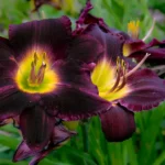 Ophiopogon noir : planter en automne sans tondre Beautiful close-up of vibrant black lilies showcasing intricate petal details in a lush garden.