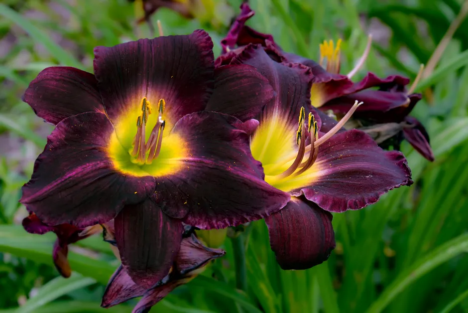 Beautiful close-up of vibrant black lilies showcasing intricate petal details in a lush garden.