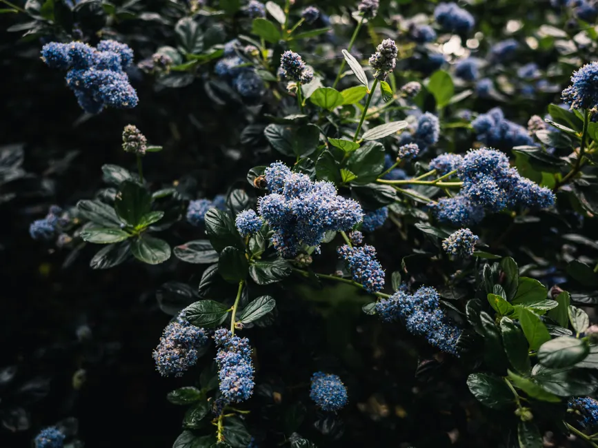 Beautiful cluster of blue flowers on lush green foliage, showcasing nature's vibrant colors