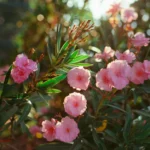 Flamboyant d’Hyères : 2 à 3 m, fleurs orange et graines toxiques Beautiful pink oleander flowers in a sunny outdoor setting, showcasing vibrant colors and lush foliage.