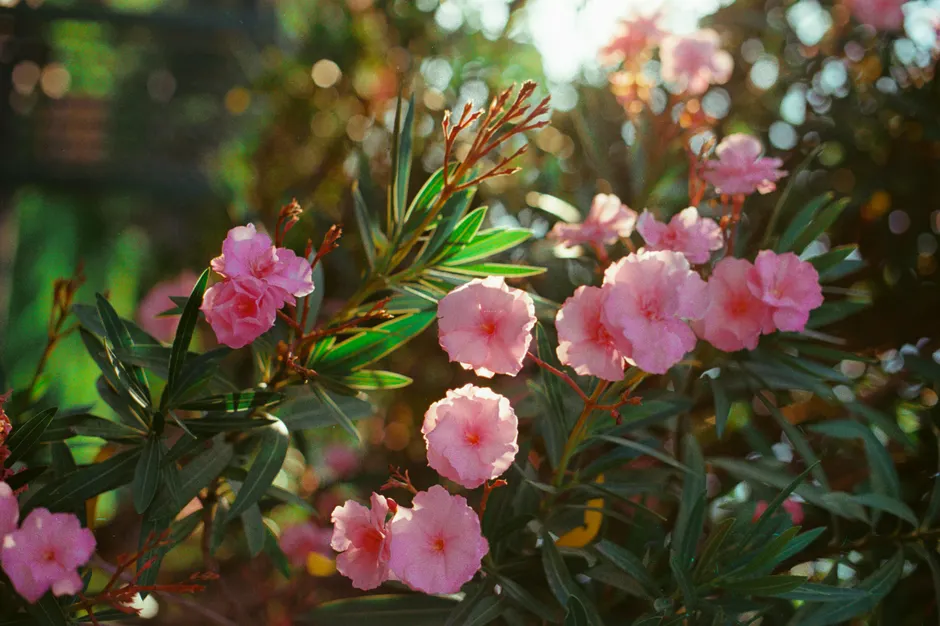 Beautiful pink oleander flowers in a sunny outdoor setting, showcasing vibrant colors and lush foliage.