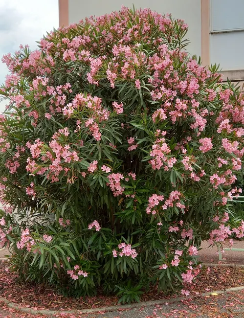 Beautiful pink oleander shrub in full bloom in Guilherand-Granges, France.