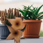 Stapelia variegata : des fleurs de juillet à l'automne sans pot détrempé Beautiful star-shaped Stapelia flower and Aloe plant on Tunisian balcony.