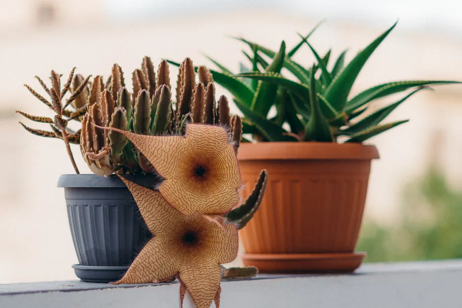 Beautiful star-shaped Stapelia flower and Aloe plant on Tunisian balcony.