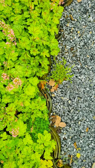 Bright green plants with delicate flowers beside a textured gravel path, perfect for garden inspiration.