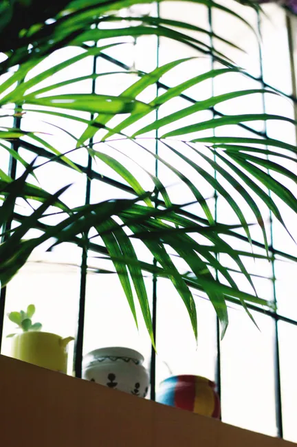 Bright indoor scene with potted palm and colorful pots by a window.