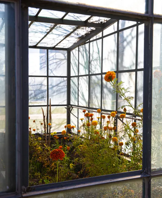 Bright marigolds blooming inside a rustic greenhouse in Kayseri, Türkiye.