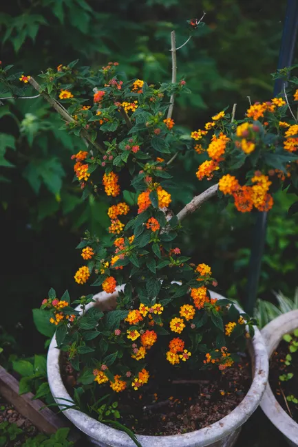 Bright orange and yellow lantana flowers in an outdoor garden in Đà Lạt, Việt Nam.
