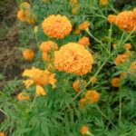 Associations au potager en 2026 : 3 tests mesurables, sans plantes magiques Bright orange marigold flowers in a garden setting, perfect for nature enthusiasts.