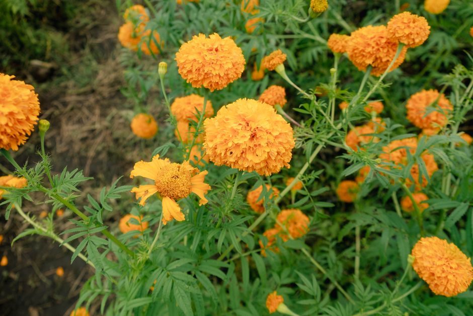 Bright orange marigold flowers in a garden setting, perfect for nature enthusiasts.
