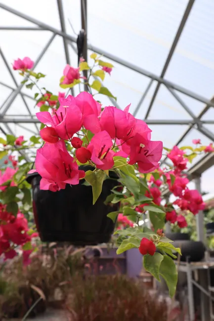 Bright pink bougainvillea blooms in a hanging pot in a greenhouse, showcasing vivid botanical beauty.